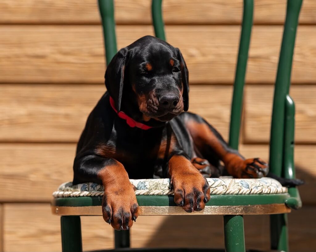 Allikia, a Doberman Pinscher puppy resting on a green chair