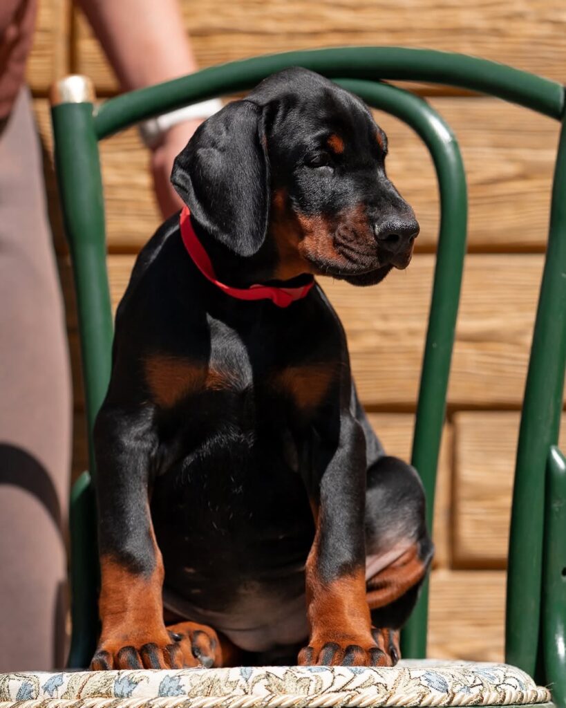 Allikia — 10-Week-Old Female Doberman Pinscher