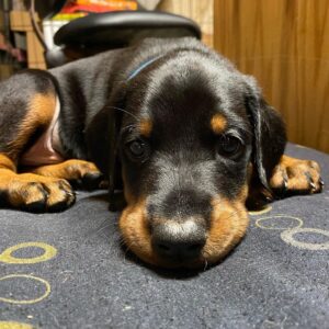 Boris, a black and rust Doberman Pinscher puppy resting on a cushion