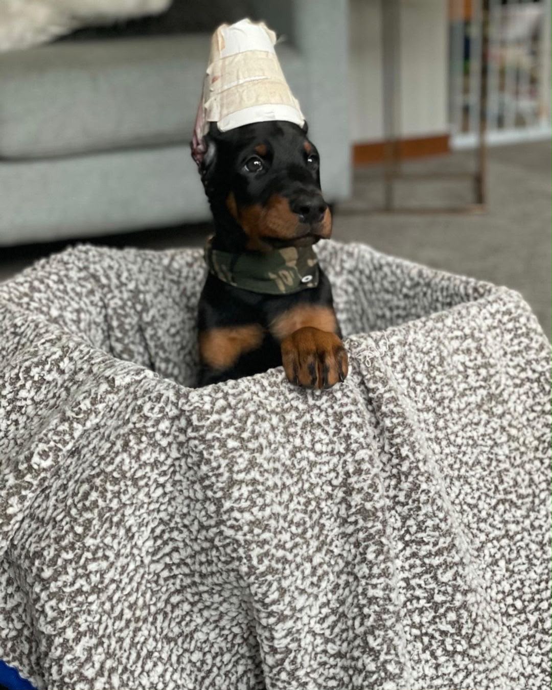Boris sitting in a soft puppy bed