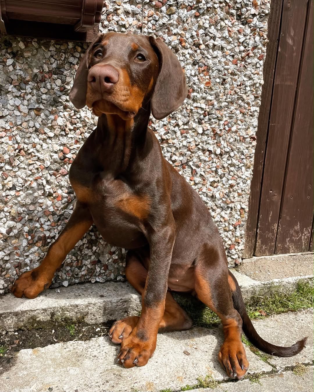 Cleo — 9-Week-Old Male Doberman Pinscher
