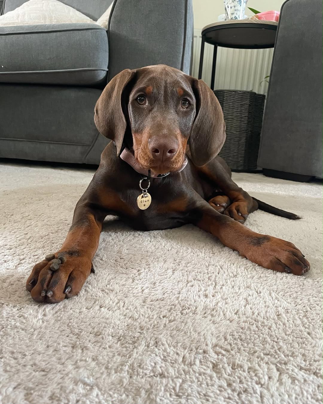 Cleo resting on a rug at home