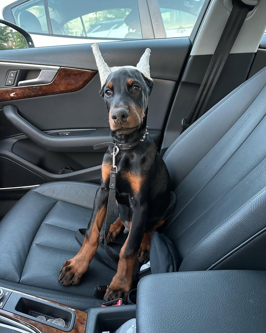 Frank sitting in a car
