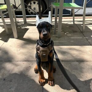 Frank sitting on a patio