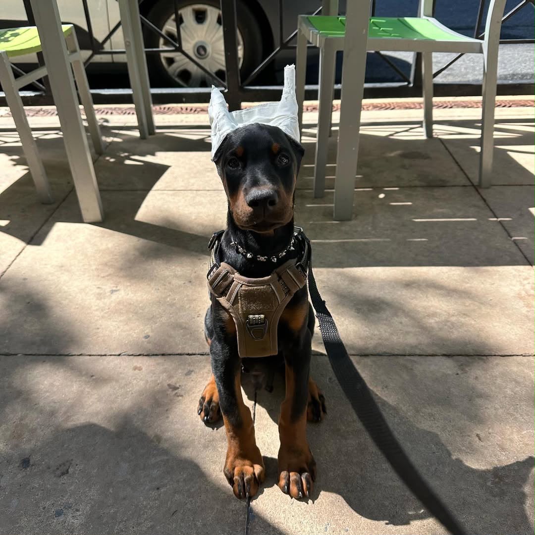 Frank — 12-Week-Old Male Doberman Pinscher