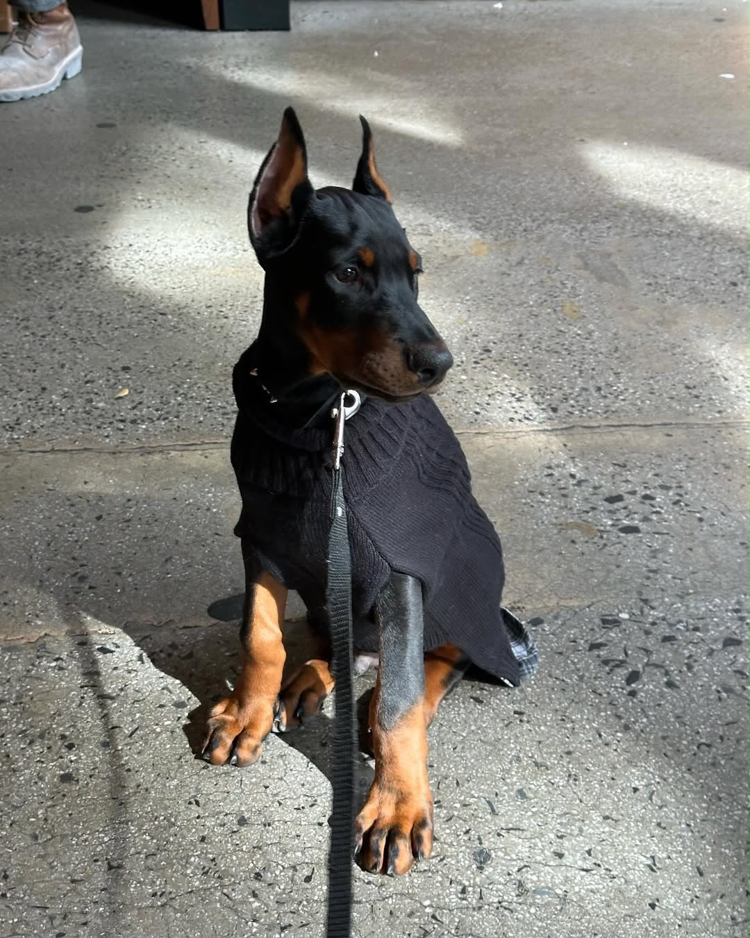 Frank sitting in a sweater