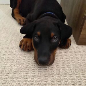 Hacki resting on a carpet