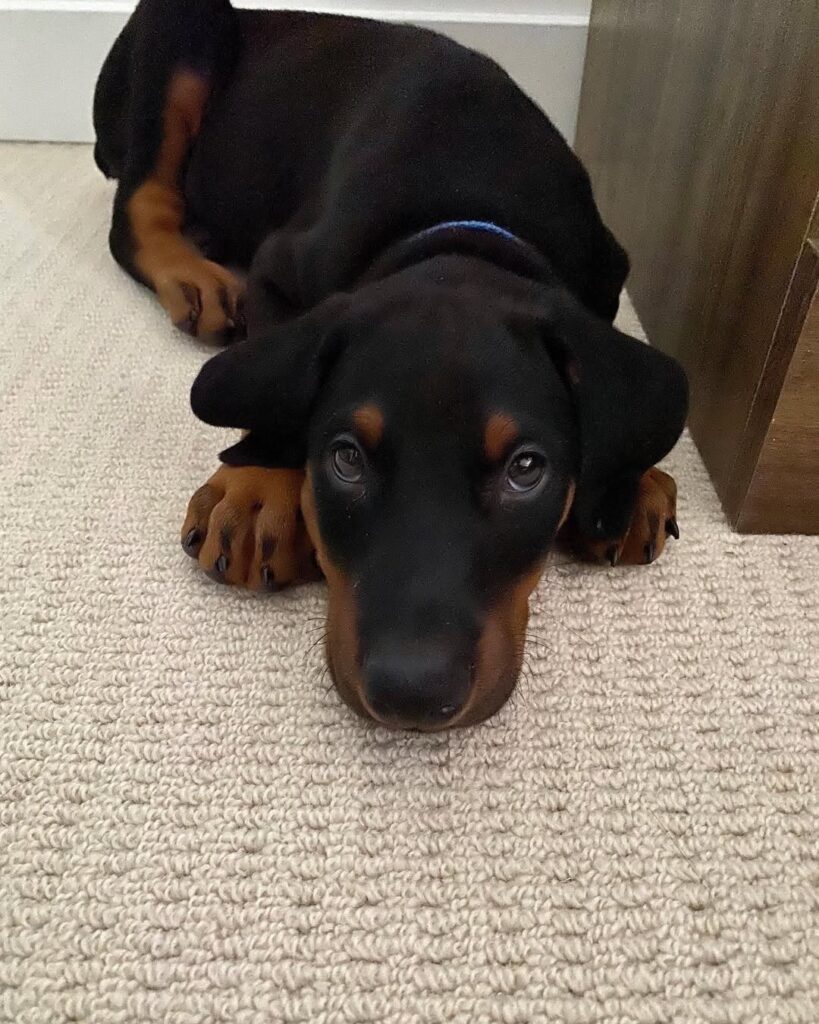 Hacki — 10-Week-Old Male Doberman Pinscher