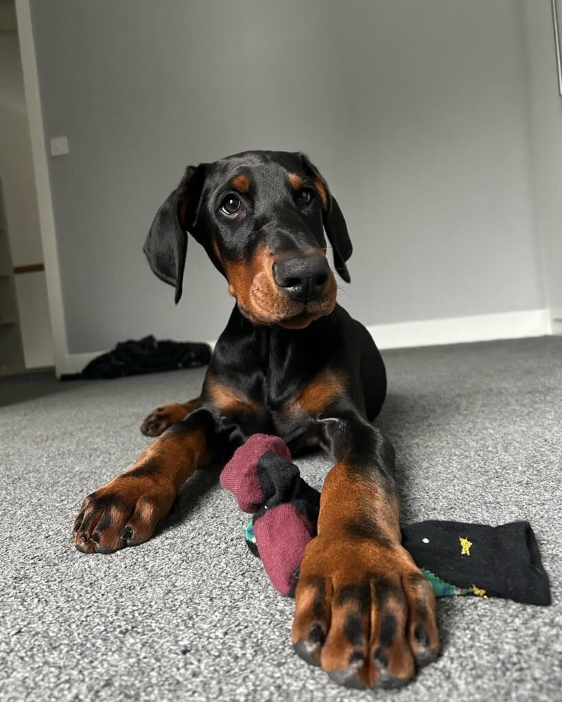 Karli — 11-Week-Old Male Doberman Pinscher