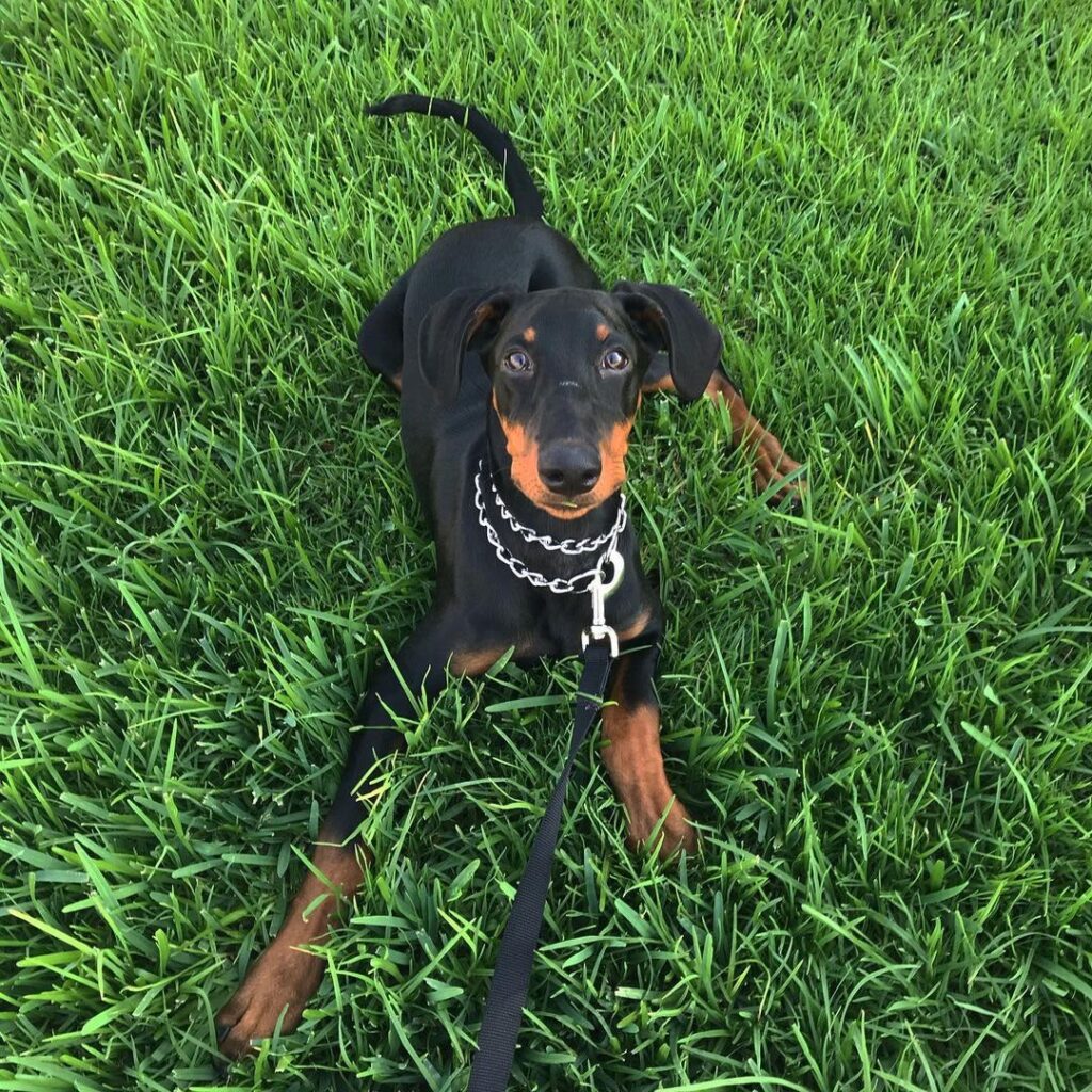 Kyra — 10-Week-Old Female Doberman Pinscher