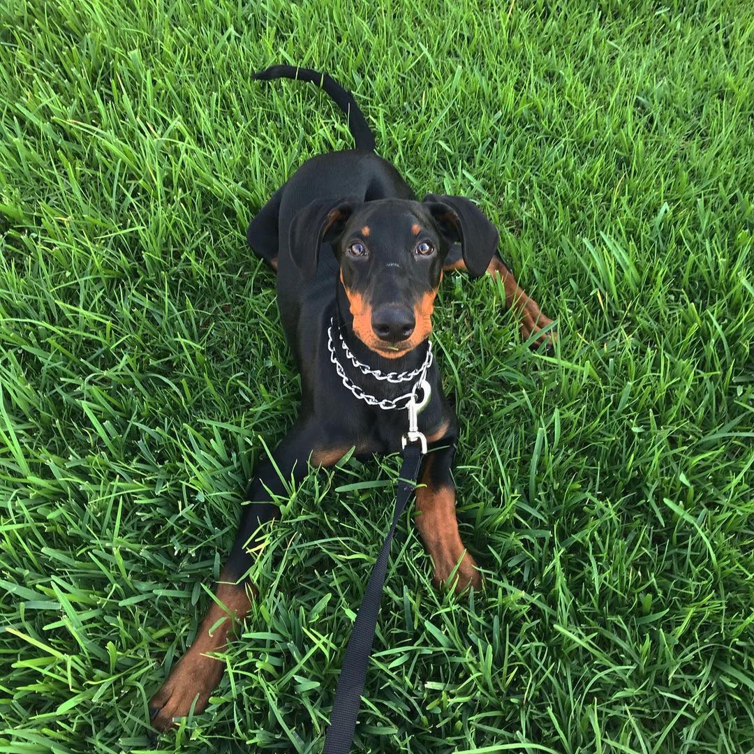 Kyra — 10-Week-Old Female Doberman Pinscher