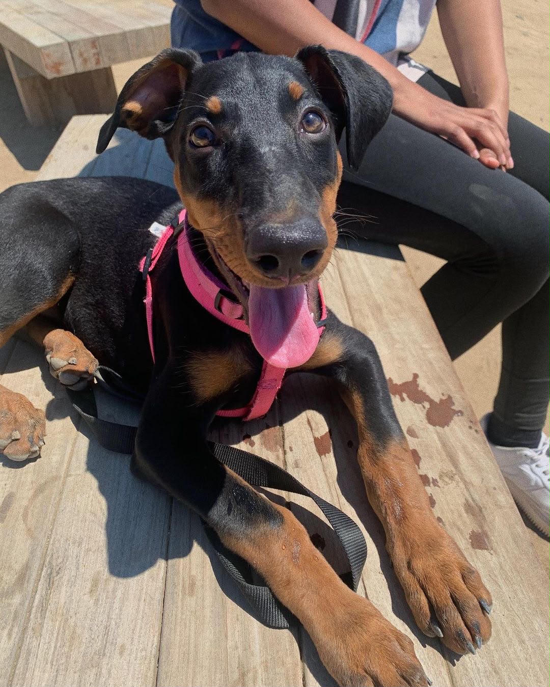 Kyra wearing a pink harness