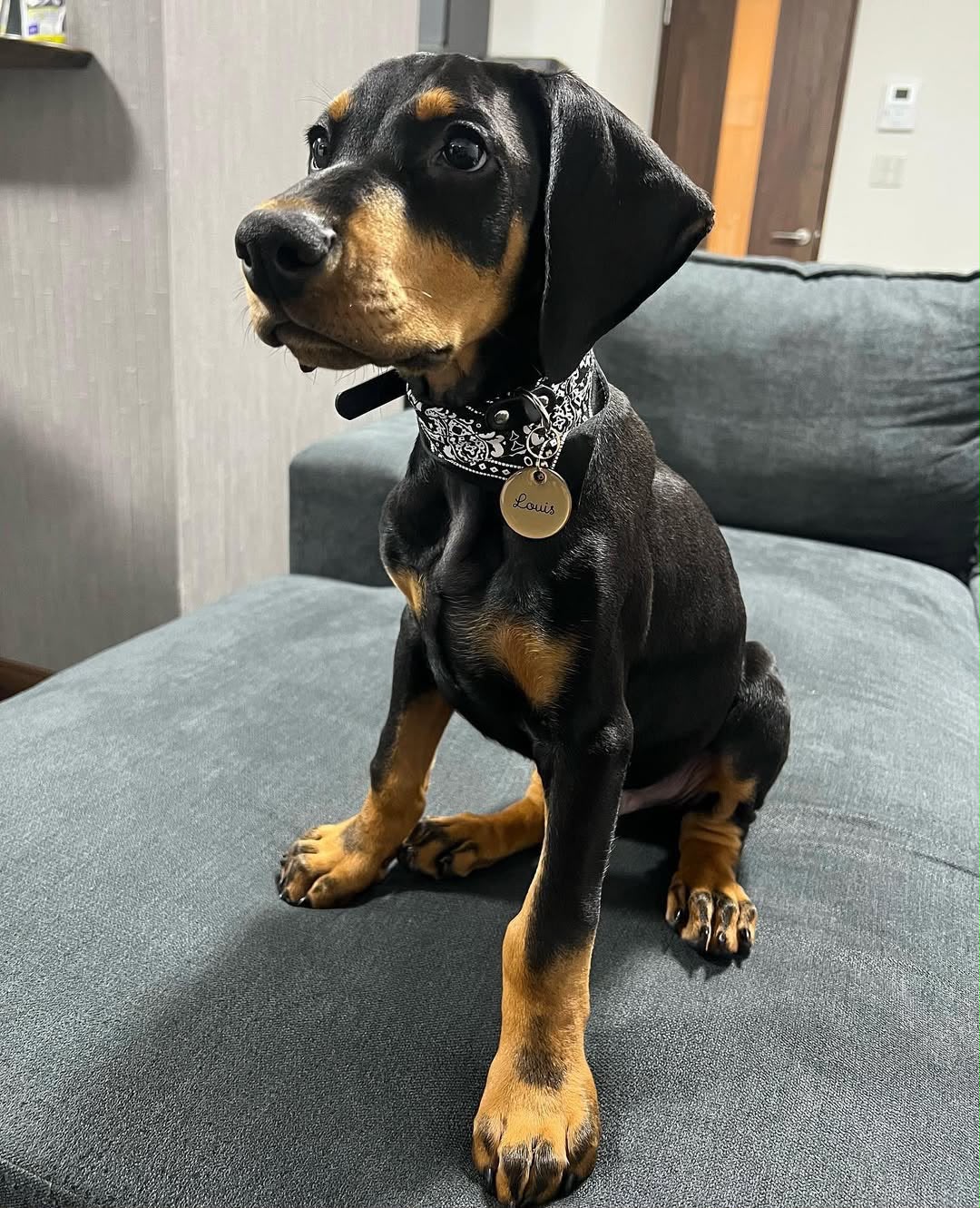 Louie — 10-Week-Old Male Doberman Pinscher