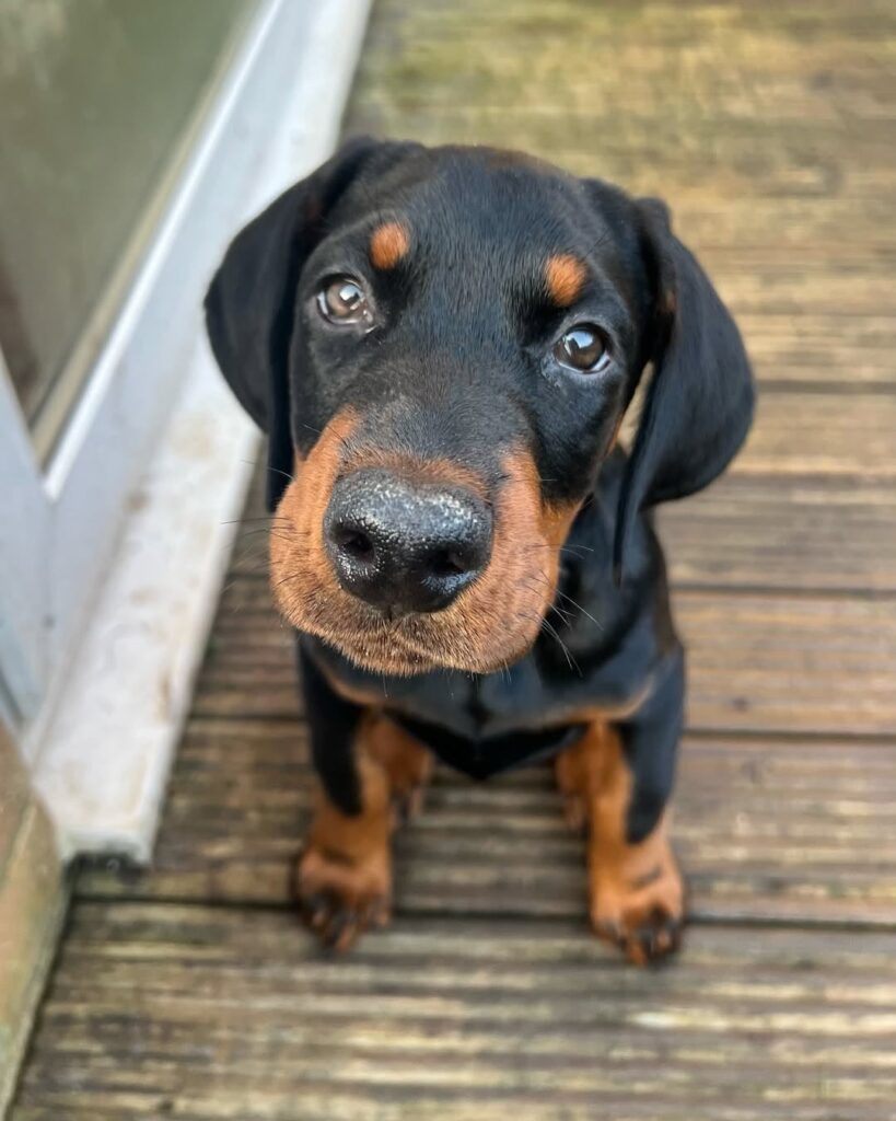 Millie — 12-Week-Old Male Doberman Pinscher