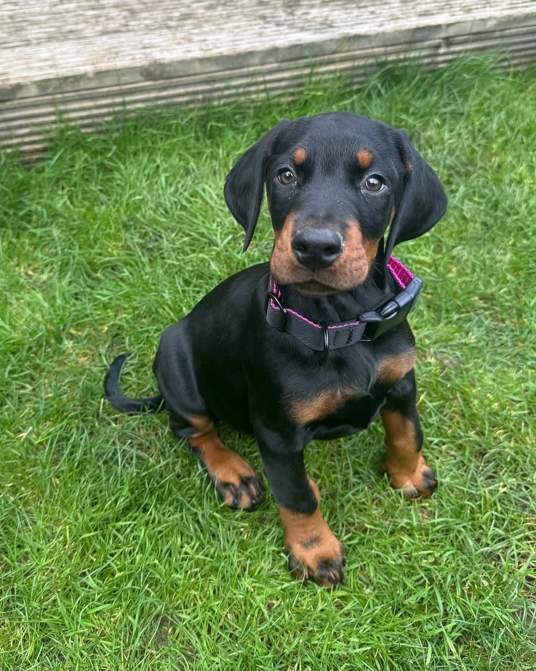 Millie sitting in the grass