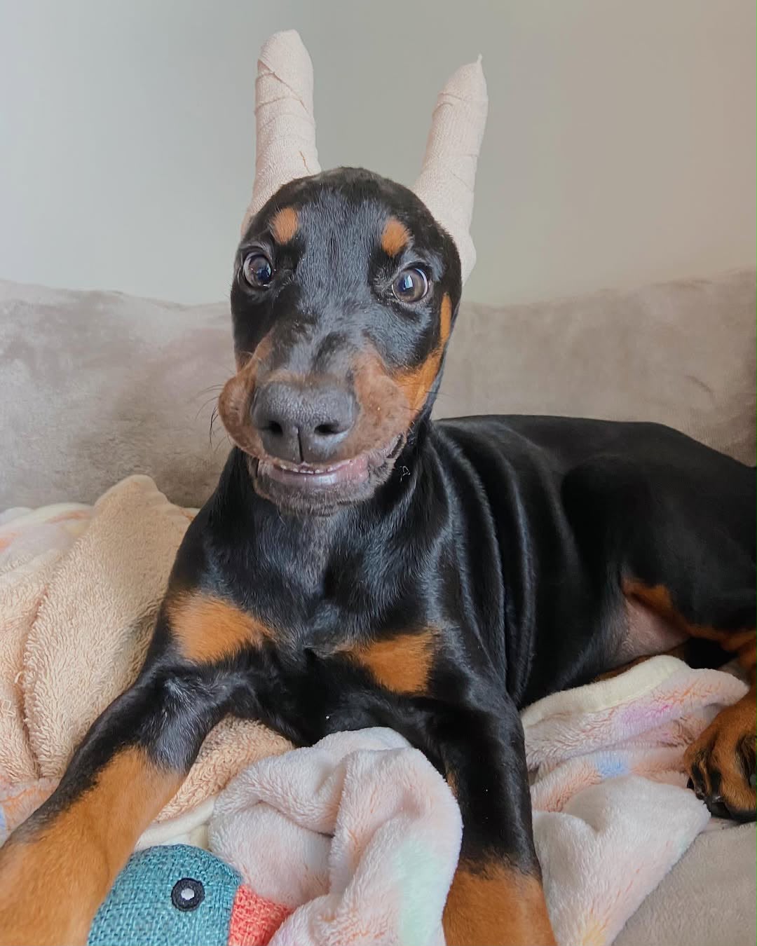 Nia — 10-Week-Old Female Doberman Pinscher
