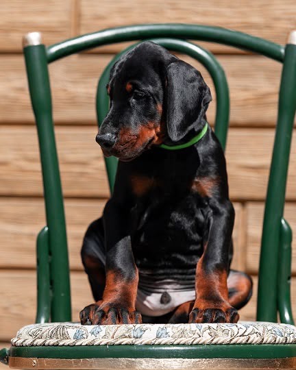 Ricky, a Doberman Pinscher puppy sitting on a green chair