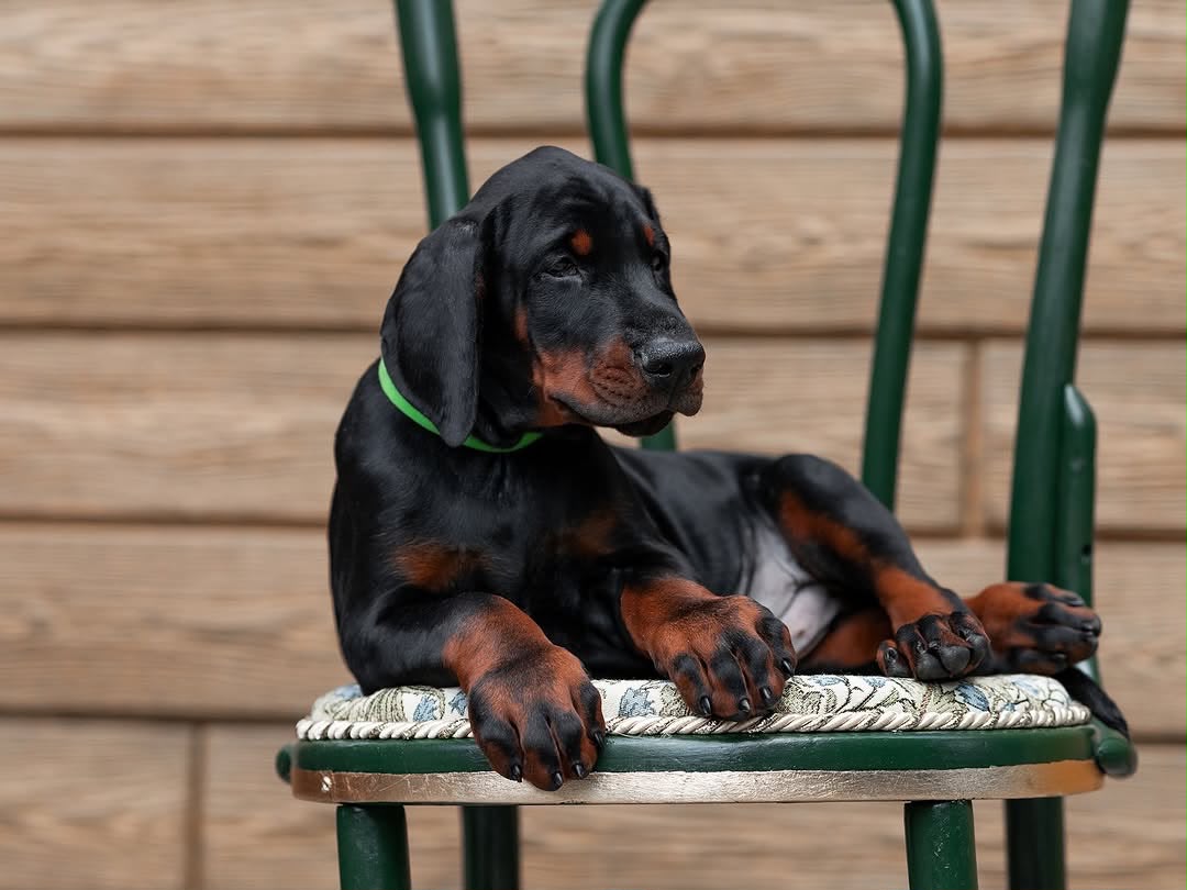 Ricky — 10-Week-Old Male Doberman Pinscher