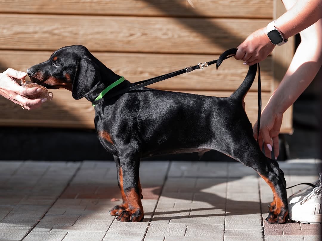 Ricky, a Doberman Pinscher puppy standing with a handler