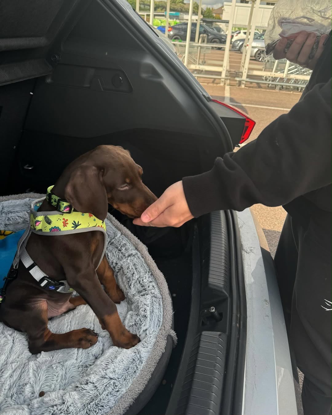 Rulo — 10-Week-Old Male Doberman Pinscher