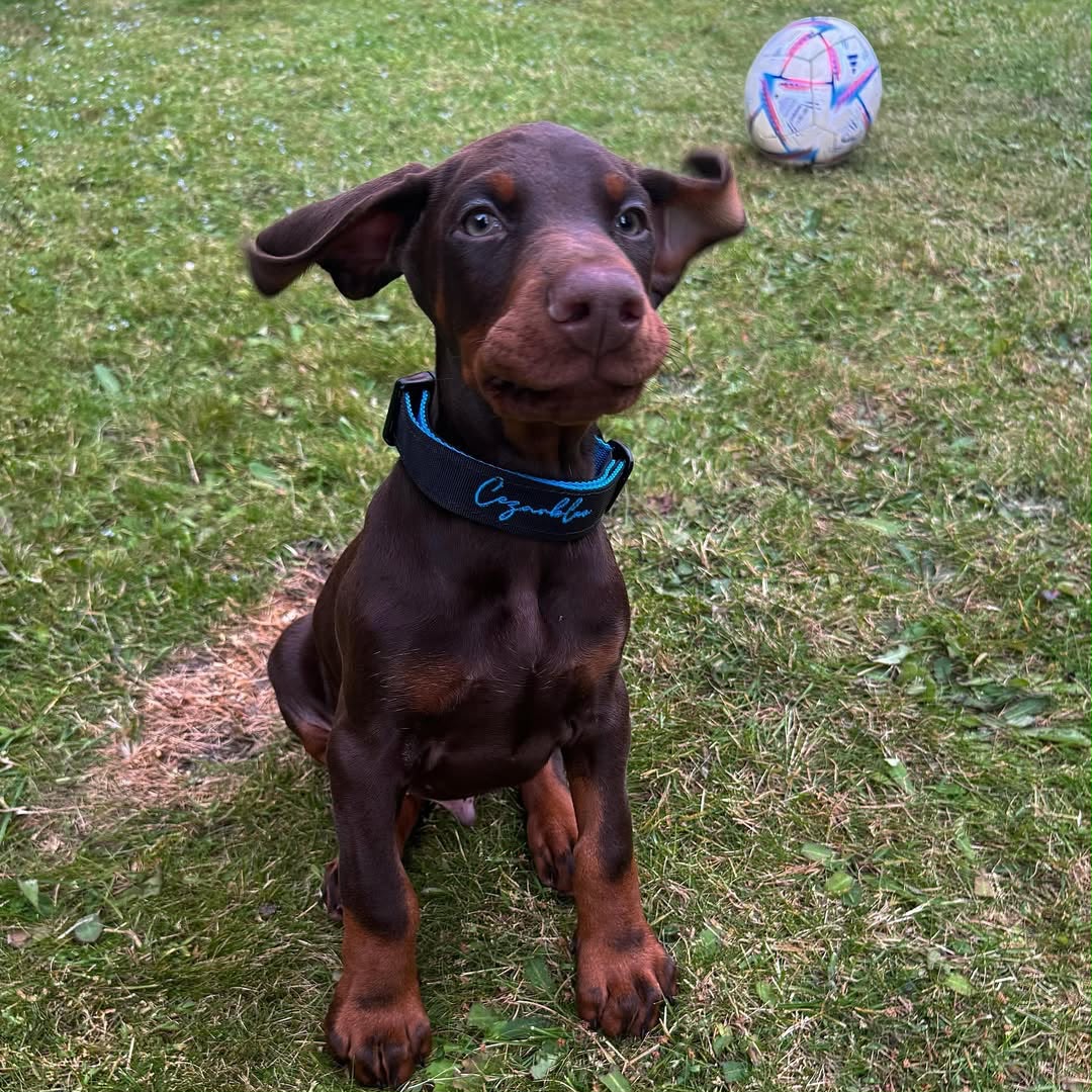 Rulo sitting in the garden