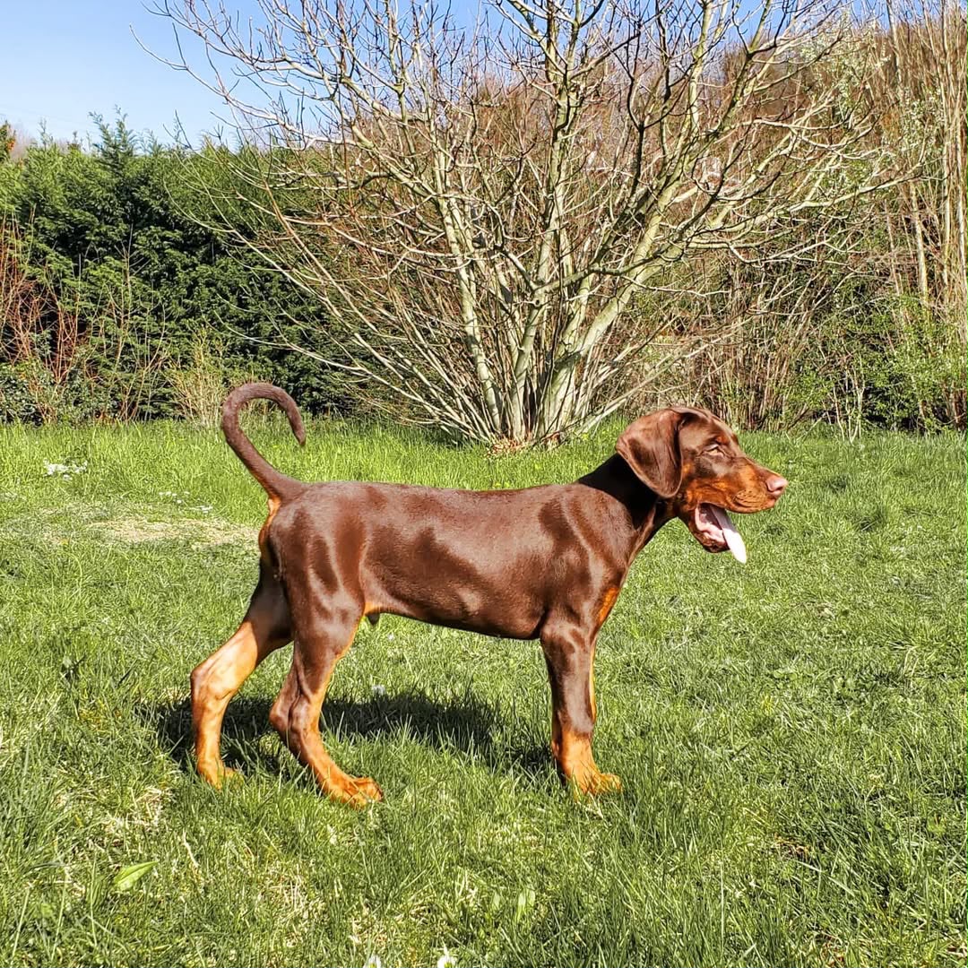 Vanky — 11-Week-Old Male Doberman Pinscher